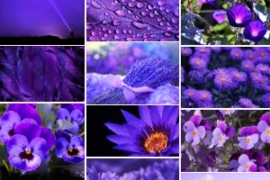 紫色のオーラ