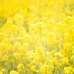 黄色いミモザの花