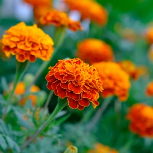 オレンジ色のガーベラなどの花